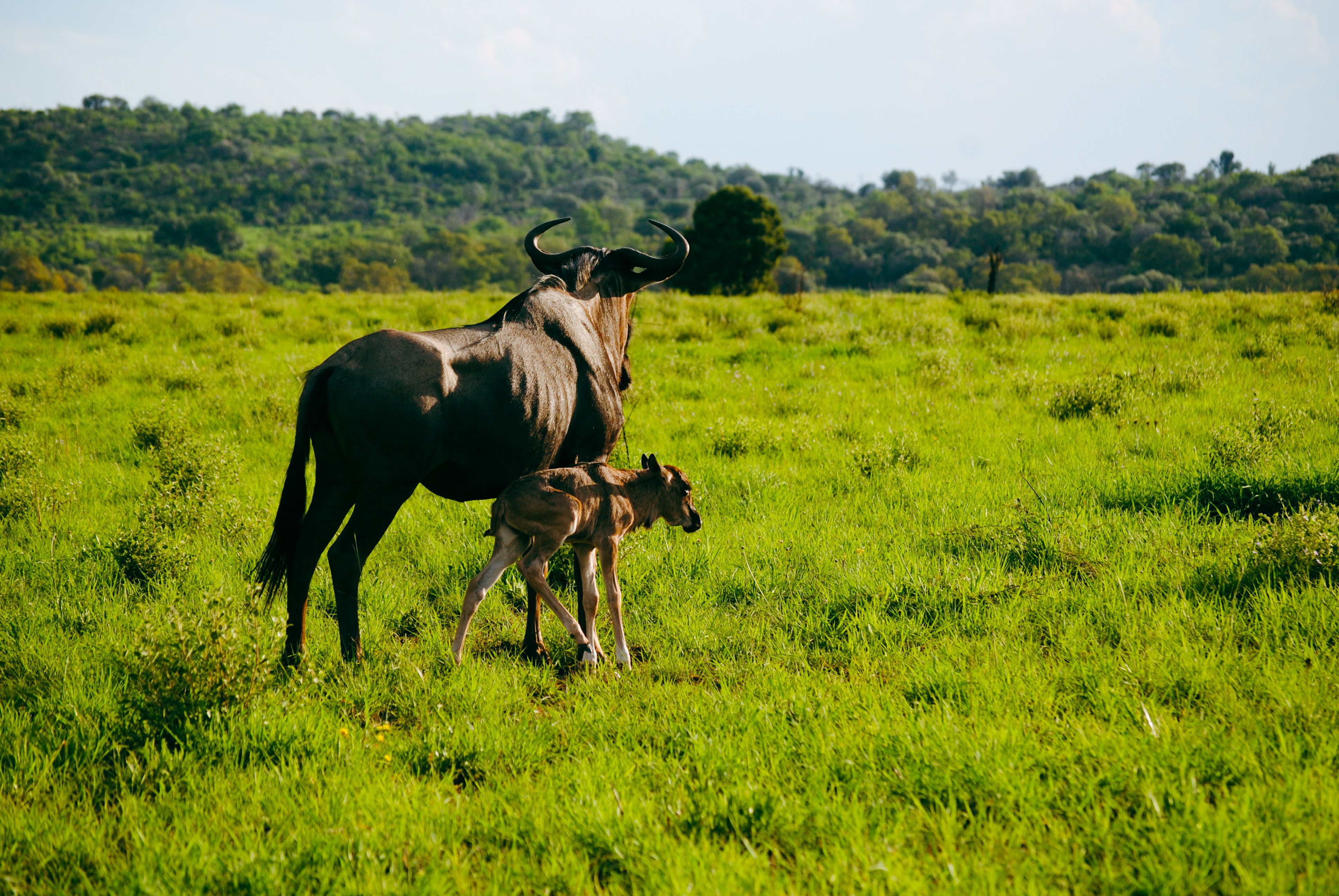 Serengeti National Park landscape with golden plains, acacia trees and wildlife at sunset